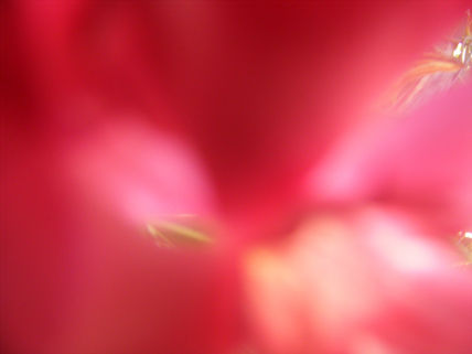 Flores Rosas