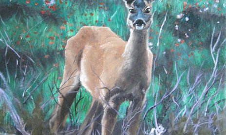 animales