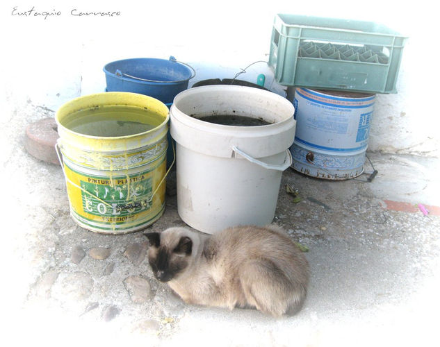 Gato y cubos Otras temáticas Color (Digital)