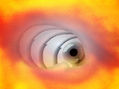 Ojo Avizor
