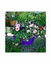 Serie Garden_154