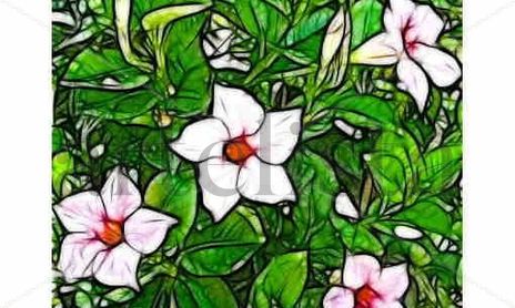 SERIE GARDEN