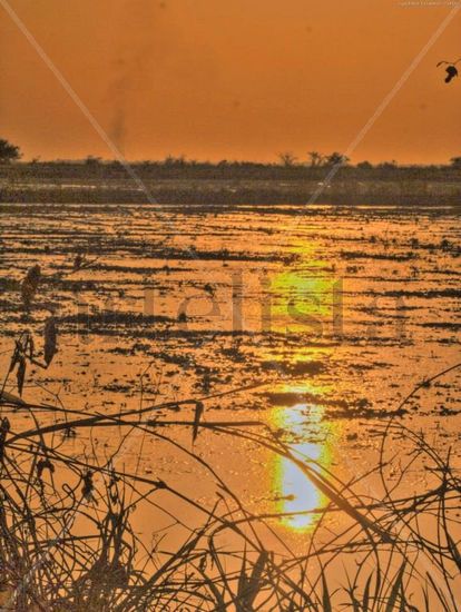 Atardecer desde un sembradio de Arrozales Nature Color (Digital)