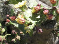 flores de piteira
