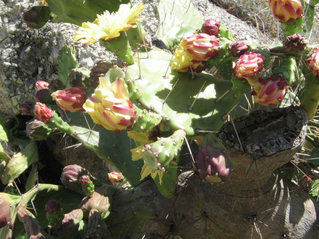 flores de piteira 