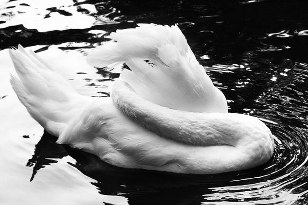 Swan Cream Conceptual/Abstracto Blanco y Negro (Digital)