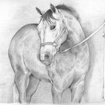 CABALLOS thumbnail 1