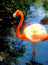 Flamingo Rosado