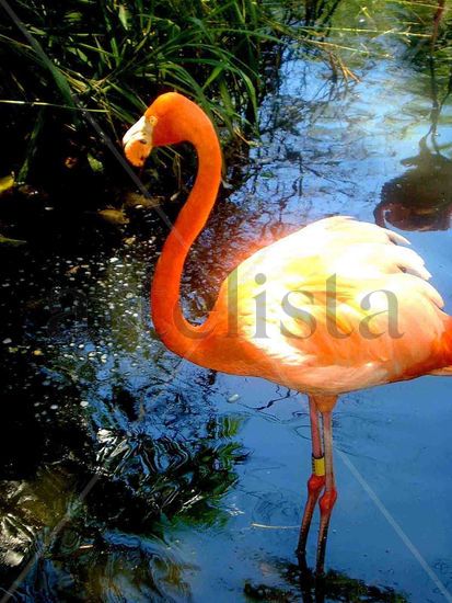 Flamingo Rosado Naturaleza Color (Digital)