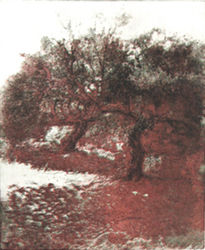 Olivos - 2007