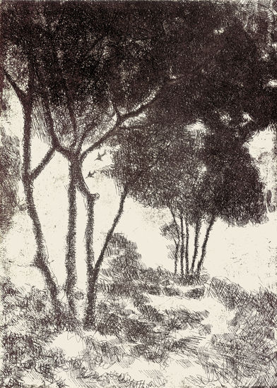 Bosque pacífico - 2006 Etching Process