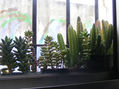 cactus dia verde
