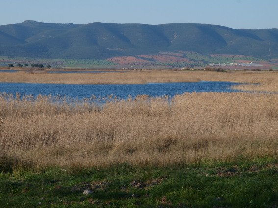 Humedales Naturaleza Color (Digital)