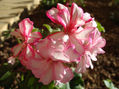 DSC00015