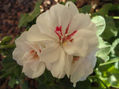 DSC00016