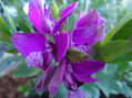 DSC00031