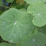 Naturaleza thumbnail 1