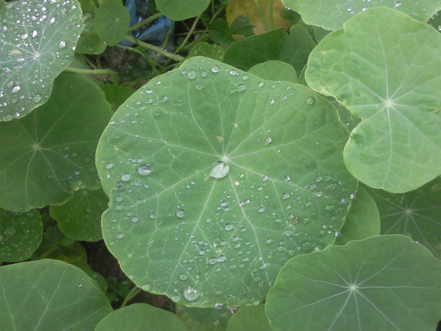 Gotas de Agua 