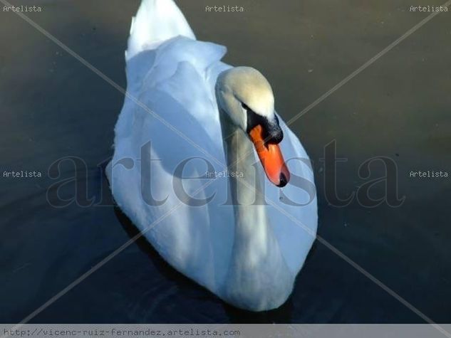 Cisne Blanco Nature Color (Digital)