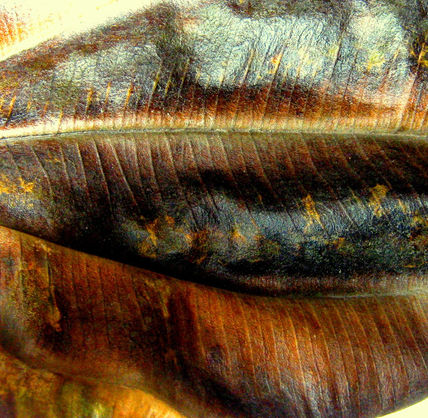 Brillos de otoño II