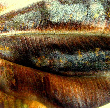 Brillos de otoño II