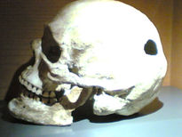 Calavera