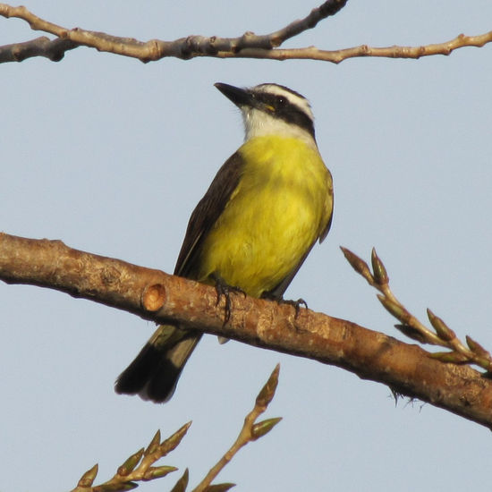 BENTEVEO - Pitangus sulphuratus -  AVES DE ARGENTINA Naturaleza Color (Digital)