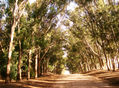 ARBOLES