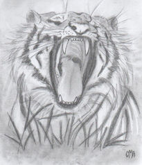 Tigre