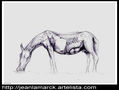 HORSE MUSCLE