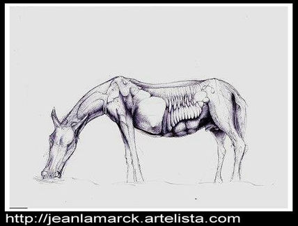 Horse muscle