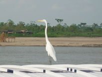 Garza y rio grande...