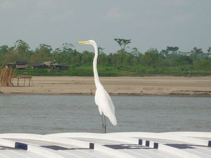 Garza y rio grande...