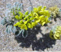 Flor del desierto...