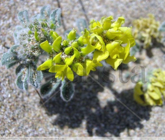 FLOR DEL DESIERTO MEDITERRANEO
