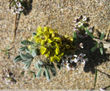 FLORES DEL MEDITERRANEO