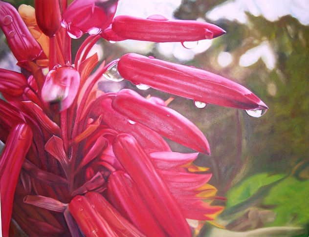 Aloe vera