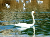 Cisne Blanco