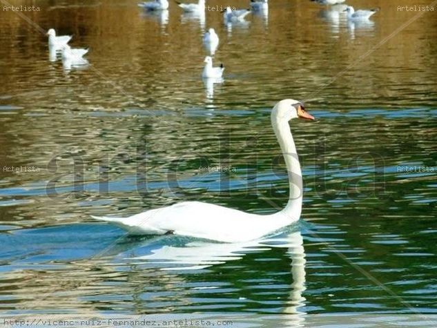 Cisne Blanco Nature Color (Digital)