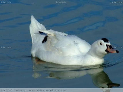 Patos
