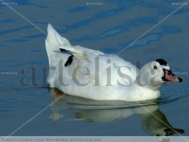 Patos