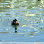 Aves thumbnail 2