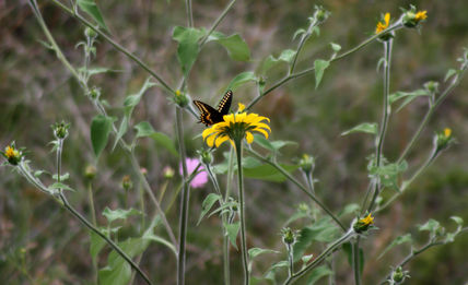 Mariposa