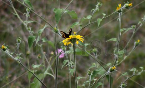 Mariposa