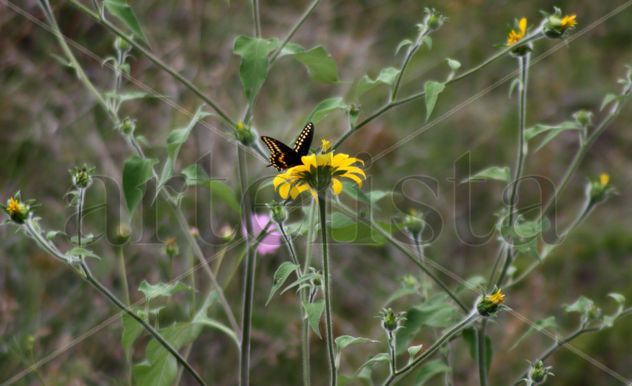 mariposa