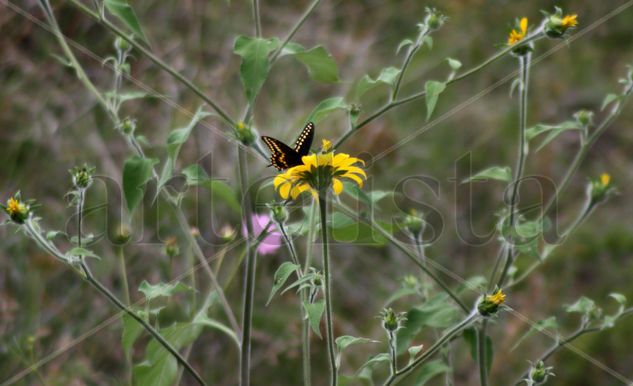 mariposa Naturaleza Color (Digital)