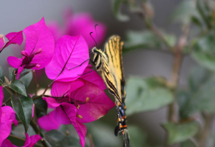 Mariposa