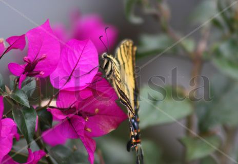 Mariposa