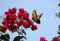 mariposa