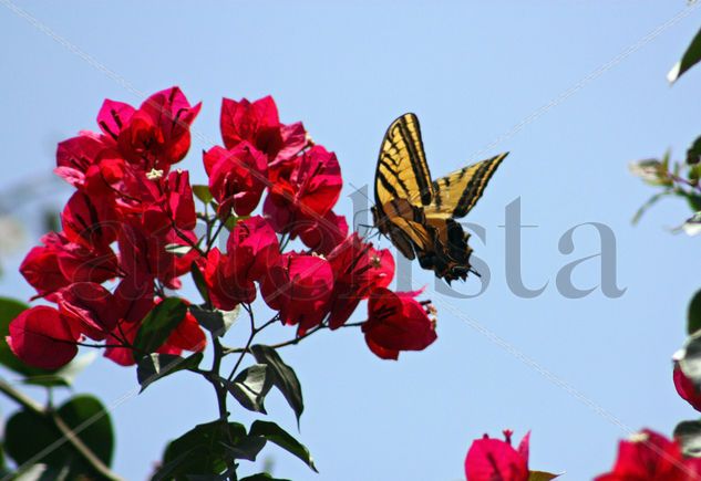 mariposa Naturaleza Color (Digital)